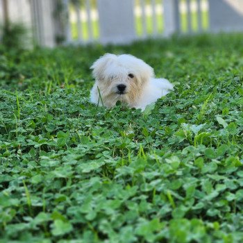 chiot Coton de tulear blc Ace du royaume des p'tits loups Élevage du Royaume des P'tits Loups chiot Coton de tulear blc Ace du royaume des p'tits loups Élevage du Royaume des P'tits Loups