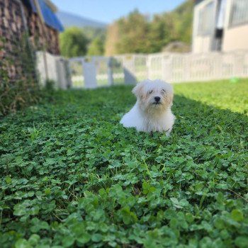 chiot Coton de tulear blc Ace du royaume des p'tits loups Élevage du Royaume des P'tits Loups chiot Coton de tulear blc Ace du royaume des p'tits loups Élevage du Royaume des P'tits Loups