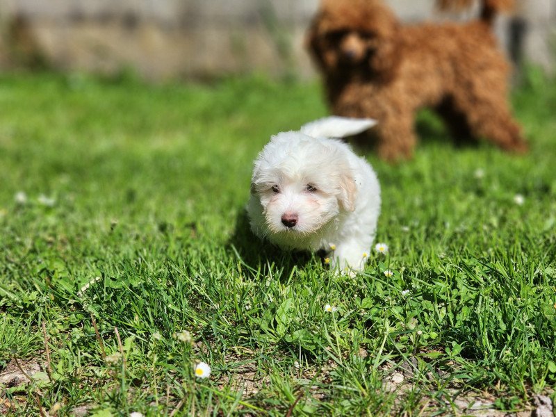 Astro du royaume des p'tits loups Mâle Coton de tulear