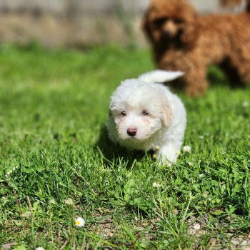 chiot Coton de tulear blc A du royaume des p'tits loups Élevage du Royaume des P'tits Loups chiot Coton de tulear blc A du royaume des p'tits loups Élevage du Royaume des P'tits Loups