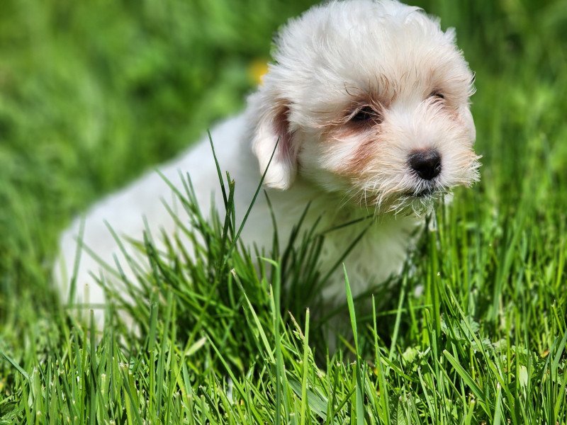 A Femelle Coton de tulear