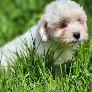 chiot Coton de tulear blc A Élevage du Royaume des P'tits Loups chiot Coton de tulear blc A Élevage du Royaume des P'tits Loups