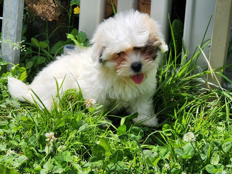 A Mâle Coton de tulear