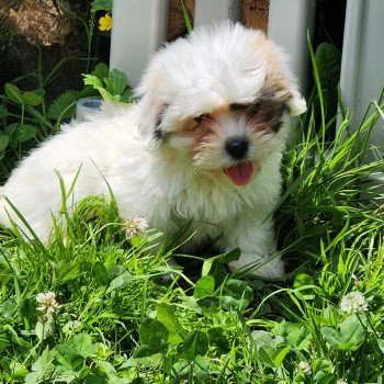 chiot Coton de tulear A Élevage du Royaume des P'tits Loups