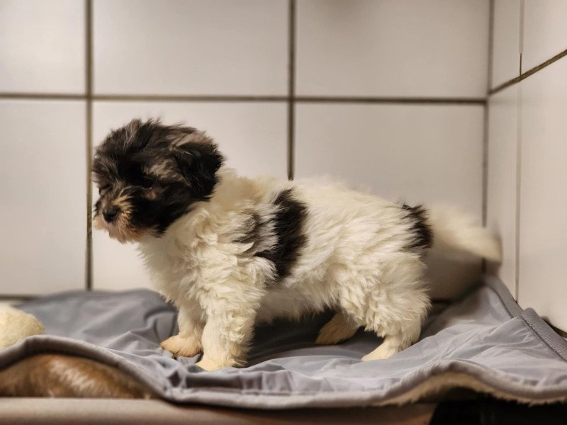 A Mâle Coton de tulear A Mâle Coton de tulear