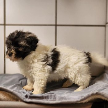 chiot Coton de tulear A Élevage du Royaume des P'tits Loups chiot Coton de tulear A Élevage du Royaume des P'tits Loups