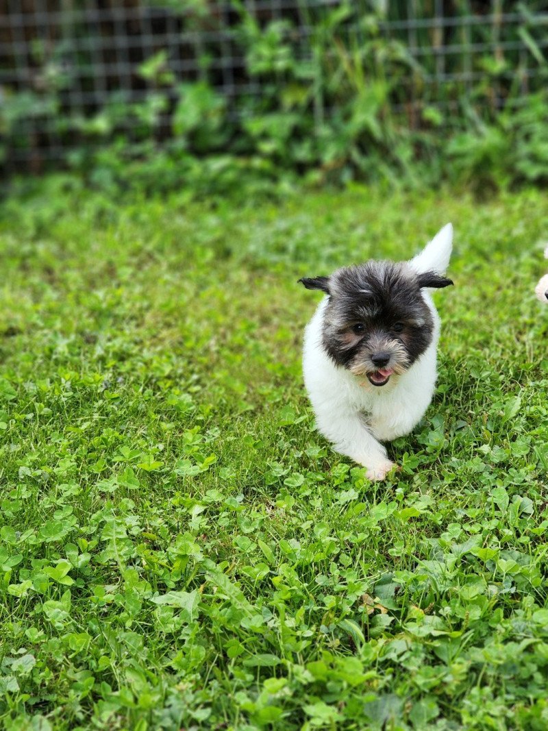 A Mâle Coton de tulear