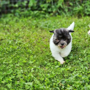 chiot Coton de tulear A Élevage du Royaume des P'tits Loups