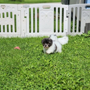 chiot Coton de tulear A Élevage du Royaume des P'tits Loups