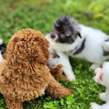 chiot Coton de tulear A Élevage du Royaume des P'tits Loups