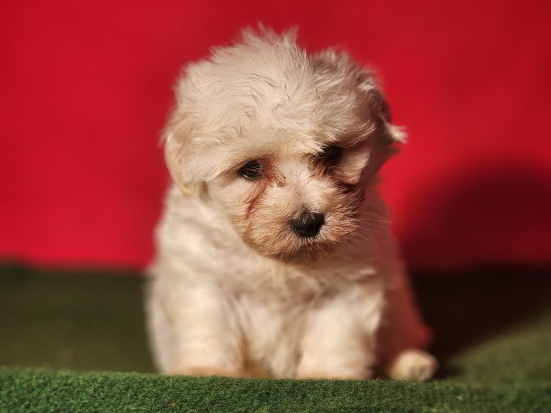 Adés du Royaume des p'tits loups Mâle Coton de tulear