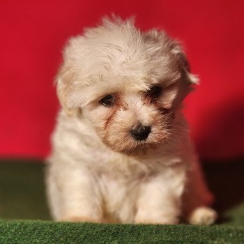 chiot Coton de tulear blc Adés du Royaume des p'tits loups Élevage du Royaume des P'tits Loups