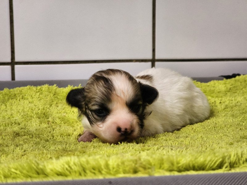 Aïoli Nani du Royaume des p'tits loups ( réservé pour Charlotte) Femelle Coton de tulear