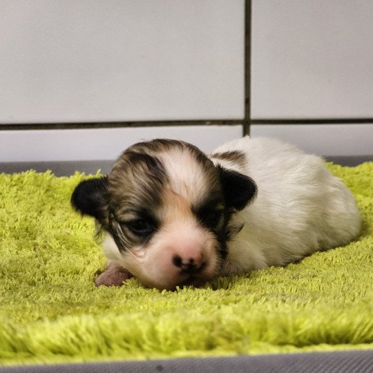 Aïoli Nani du Royaume des p'tits loups ( réservé pour Charlotte) Femelle Coton de tulear