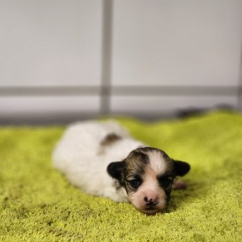 chiot Coton de tulear Sab.PBl.Env. Aïoli du Royaume des p'tits loups Élevage du Royaume des P'tits Loups