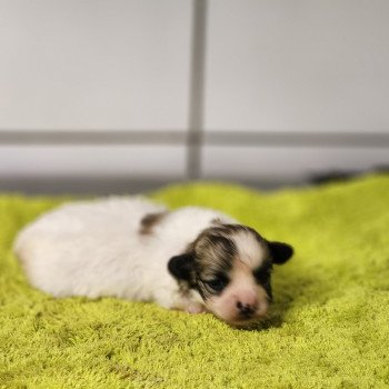 chiot Coton de tulear Sab.PBl.Env. Aïoli du Royaume des p'tits loups Élevage du Royaume des P'tits Loups