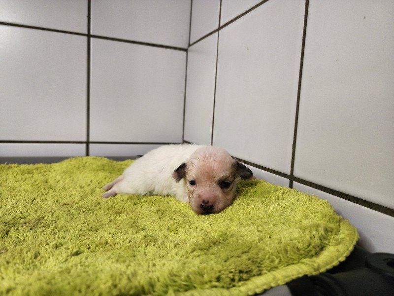 Aréna du royaume des p tits loups Femelle Coton de tulear