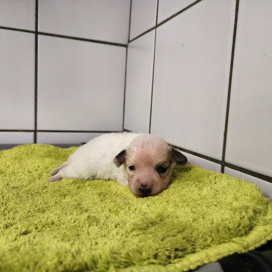 Aréna du royaume des p tits loups Femelle Coton de tulear