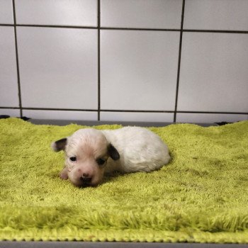 chiot Coton de tulear Sab.PBl.Env. Alibi pas à vendre Élevage du Royaume des P'tits Loups