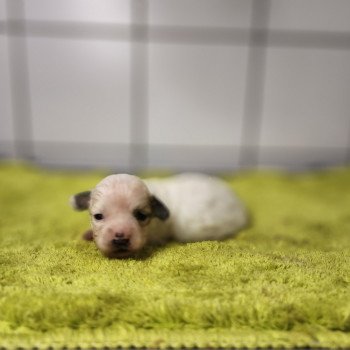 chiot Coton de tulear Sab.PBl.Env. Alibi pas à vendre Élevage du Royaume des P'tits Loups