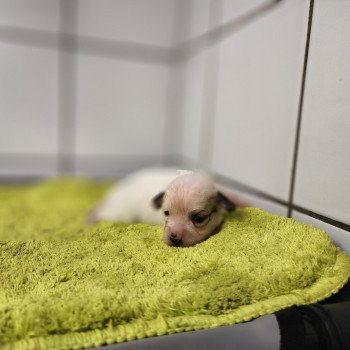 chiot Coton de tulear Sab.PBl.Env. Alibi pas à vendre Élevage du Royaume des P'tits Loups