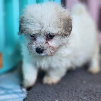 chiot Coton de tulear Sab.PBl.Env. Aréna du royaume des p tits loups Élevage du Royaume des P'tits Loups