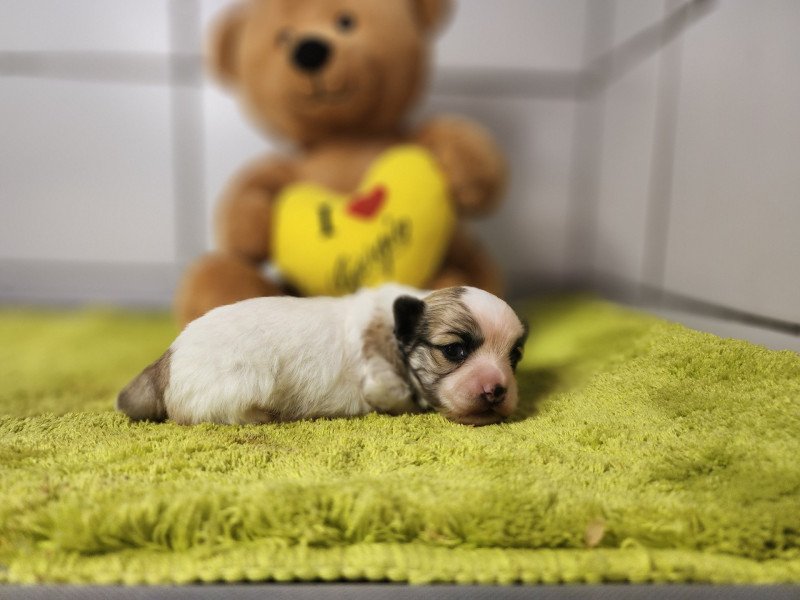 Amigo du royaume des p'tits loups Mâle Coton de tulear