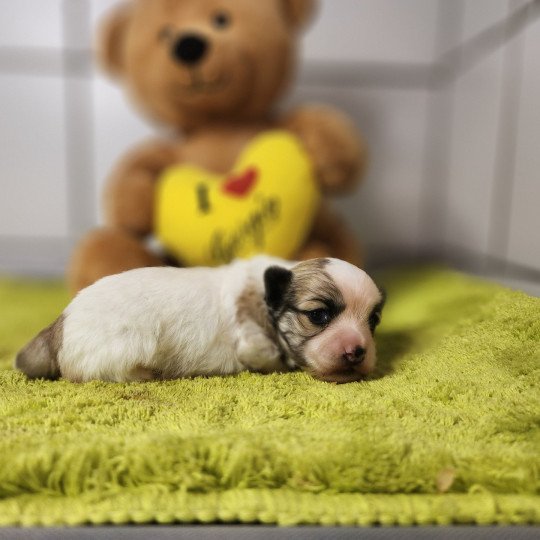 Amigo du royaume des p'tits loups Mâle Coton de tulear