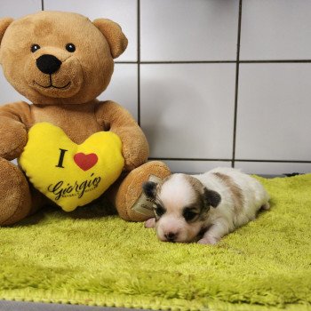 chiot Coton de tulear Sab.PBl.Env. Amigo du royaume des p'tits loups Élevage du Royaume des P'tits Loups