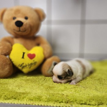 chiot Coton de tulear Sab.PBl.Env. Amigo du royaume des p'tits loups Élevage du Royaume des P'tits Loups