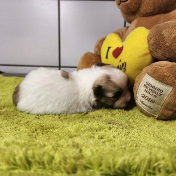 chiot Coton de tulear Sab.PBl.Env. Amigo du royaume des p'tits loups Élevage du Royaume des P'tits Loups