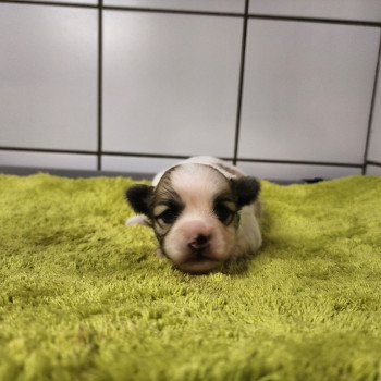 chiot Coton de tulear Sab.PBl.Env. Amigo du royaume des p'tits loups Élevage du Royaume des P'tits Loups