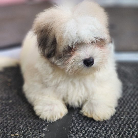 Amigo du royaume des p'tits loups Mâle Coton de tulear