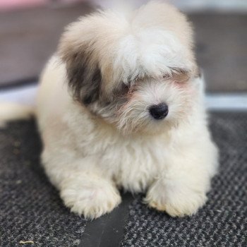 chiot Coton de tulear Sab.PBl.Env. Amigo du royaume des p'tits loups Élevage du Royaume des P'tits Loups