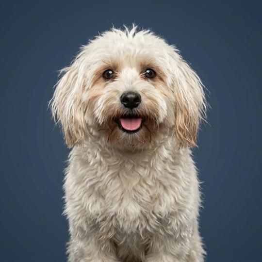 Ataya (non lof) Femelle Coton de tulear