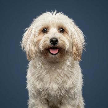 chien Coton de tulear Ataya (non lof) Élevage du Royaume des P'tits Loups