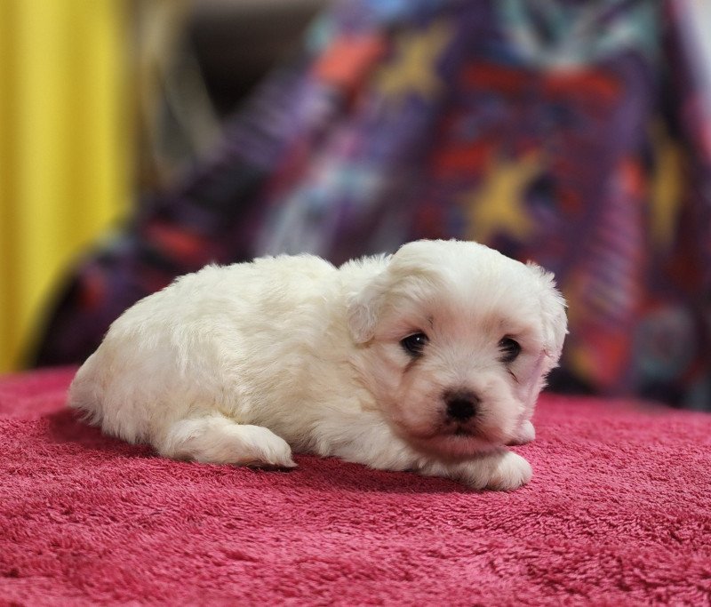 Azur du Royaume des p'tits loups Mâle Coton de tulear