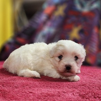 chiot Coton de tulear blc Azur du Royaume des p'tits loups Élevage du Royaume des P'tits Loups