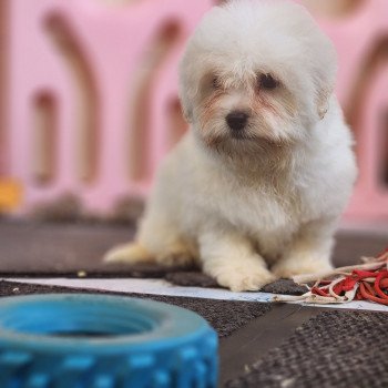 chiot Coton de tulear blc Azur du Royaume des p'tits loups Élevage du Royaume des P'tits Loups