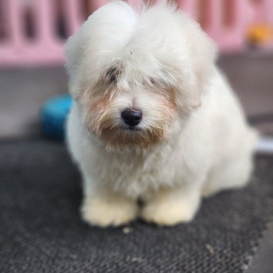 Azur du Royaume des p'tits loups Mâle Coton de tulear