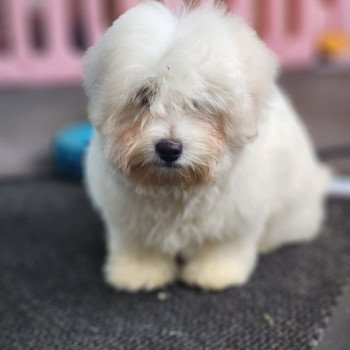 chiot Coton de tulear blc Azur du Royaume des p'tits loups Élevage du Royaume des P'tits Loups