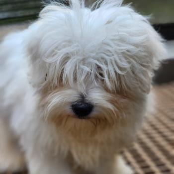 chiot Coton de tulear blc Azur du Royaume des p'tits loups Élevage du Royaume des P'tits Loups