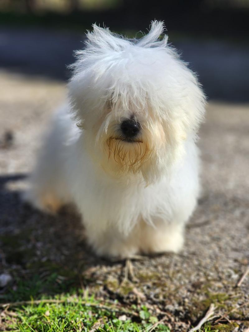 Azur du Royaume des p'tits loups Mâle Coton de tulear