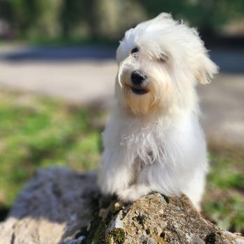 chiot Coton de tulear blc Azur du Royaume des p'tits loups Élevage du Royaume des P'tits Loups