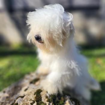 chiot Coton de tulear blc Azur du Royaume des p'tits loups Élevage du Royaume des P'tits Loups