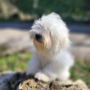chiot Coton de tulear blc Azur du Royaume des p'tits loups Élevage du Royaume des P'tits Loups