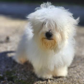 chiot Coton de tulear blc Azur du Royaume des p'tits loups Élevage du Royaume des P'tits Loups