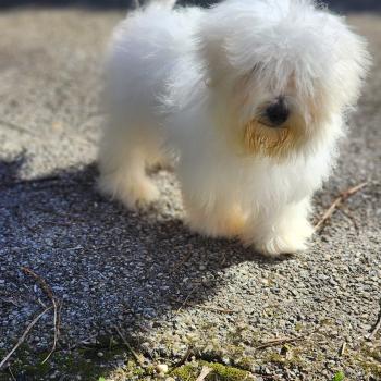 chiot Coton de tulear blc Azur du Royaume des p'tits loups Élevage du Royaume des P'tits Loups