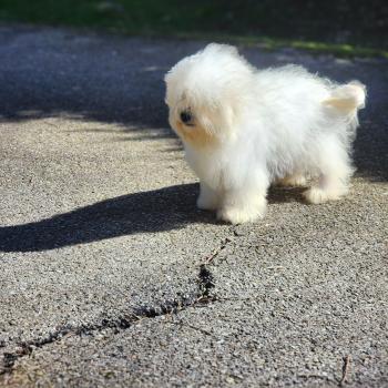 chiot Coton de tulear blc Azur du Royaume des p'tits loups Élevage du Royaume des P'tits Loups