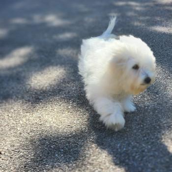 chiot Coton de tulear blc Azur du Royaume des p'tits loups Élevage du Royaume des P'tits Loups